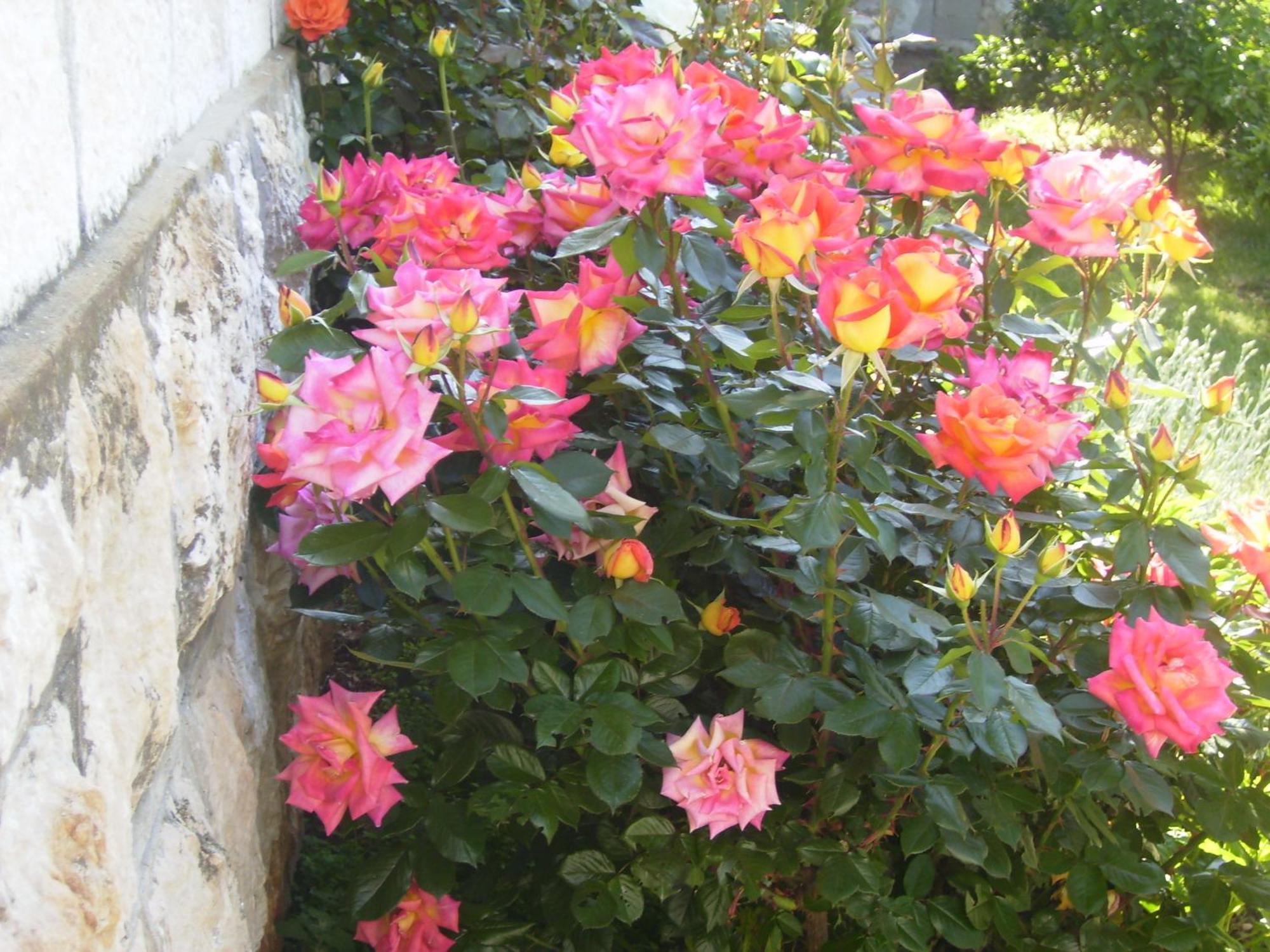 Apartment Flora Dubrovnik Bagian luar foto